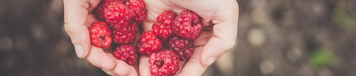 berries-1868310_1920+1170x250.png