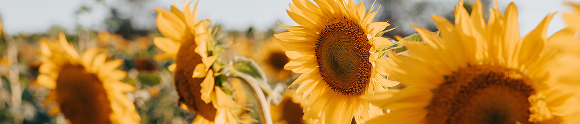 sunflowers-7353922_1920+1170x250.png